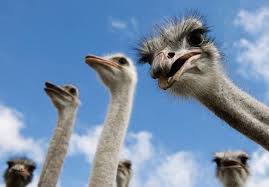 10 False Animal Facts Most People Think Are True Ostriches Animal Facts Animals