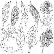 There are three key styles included in this vector pack: Set Of Tropical Leaves Floral Design Elements Outline Black Royalty Free Cliparts Vectors And Stock Illustration Image 99019962