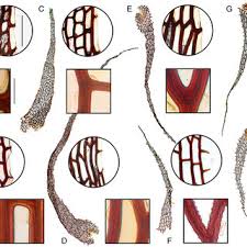 Image result for Cyclosorus molundensis