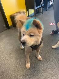 Pampered pets handles each dog with care and love. The Pampered Pet Hotel Dog Grooming Salon Spa The Pampered Pet Hotel And Spa
