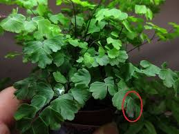 植物 アジアンタムが水を弾かない 孤影悄然