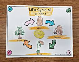 Plant Life Cycle Unit For Kindergarten First Second Grade