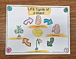 plant life cycle unit for kindergarten first second grade