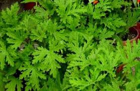 .pokok serai sering digunakan untuk menghalau serangga, termasuklah nyamuk, lipas dan cicak. Natural Mosquito Control Natural Indoor Outdoor Mosquito Control Mosquito Repelling Plants Citronella Plant Mosquito Control