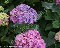Image result for Hydrangea macrophylla bela obrázek