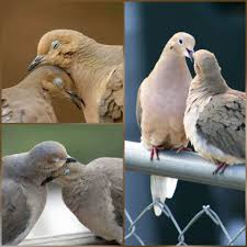 Part Of The Mourning Dove S Bonding Ritual Consists Of The Pair Preening One Another S Necks Paired With Gentle Nibbles Mourning Dove Turtle Facts Dog Pictures