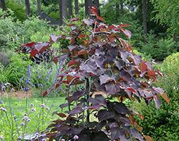 Carolina sweetheart® cercis has attractive variegated foliage. Cercis Canadensis Carolina Sweetheart Redbud Carolina Sweetheart In Gardentags Plant Encyclopedia