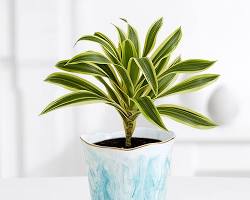 Image of دراکانا مارجیناتا گیاه