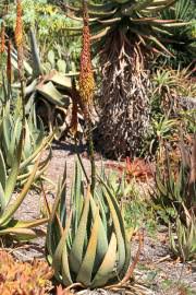 Image result for Aloe spicata