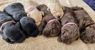 We did not find results for: Labradoodles By Hazel