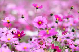 Check spelling or type a new query. Cute Wallpapers For Laptop Full Screen Full Screen Flower Wallpaper Hd 3000x2000 Wallpaper Teahub Io