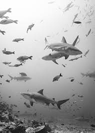 Hier können also auch fischen problemlos leben. Https Www Leibniz Gemeinschaft De Fileadmin User Upload Bilder Und Downloads Neues Mediathek Publikationen Magazin 2017 Meere Leib Mag 4 Web Komp Pdf