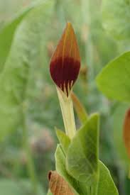 Image result for Aristolochia zenkeri