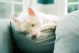 More images for cute small white dog » Cute Small White Dog Sleeping On A Couch Pillow By Jakob Lagerstedt
