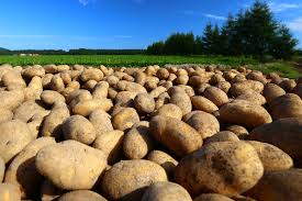 Puaskan Mata dan Selera Anda: Tur Kuliner dan Pemandangan Hokkaido di Tokachi