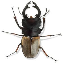 That's because their shell is an 'exoskeleton. Types Of Shells Exoskeleton Definition Dk Find Out