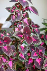 Image result for Coleus