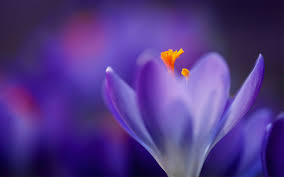 Crocus Desktop Background 497509 Jpg 4000 2500 Purple Flower Background Flower Background Wallpaper Macro Flower