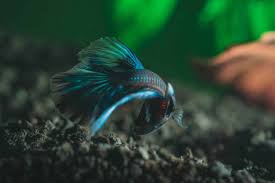 Betta fish has been since early times of its discovery been used for fight shows which started in thailand initially leading to its fame all over the globe. Buying And Caring For A Betta Fish In Singapore Quick Facts