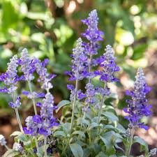 Foxglove digitalis purpurea the foxglove flower is made if you re looking for purple flowers for delivery check these sites. 10 Popular Species Of Salvia Plants