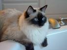 Seal Colorpoint Ragdoll | Seal Colorpoint Ragdoll Cat ...