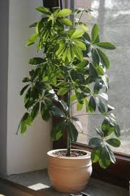 Umbrella Plant Schefflera Heptapleurum Plant Care Houseplant Plant Decor Indoor Plants