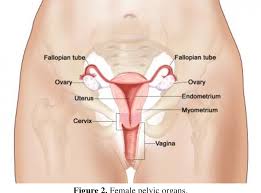 Pelvic pain is discomfort that occurs in the lowest part of the torso, the area below the abdomen and between the hipbones. Pdf Towards Eliminating Pelvic Bone Pain After Radiation Therapy Among Long Term Gynecological Cancer Survivors Semantic Scholar