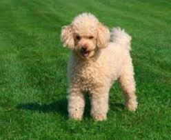 Poodle rescue of michigan in novi, mi has pets available for adoption. 5 Best Poodle Rescues For Adoption In The Usa 2021 We Love Doodles