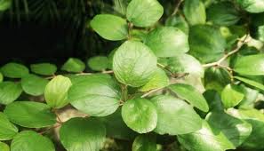 Pokok ini ditanam.oleh abang saya. 5 Manfaat Daun Pohon Bidara Yang Perlu Kamu Ketahui Bukareview
