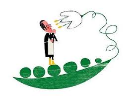 Resultado de imagen de mendel guisante imagen