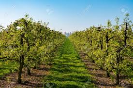 Pear leaves are simple, finely toothed, and glossy green in color. Rows With Old Plum Or Pear Fruit Trees With White Blossom In Stock Photo Picture And Royalty Free Image Image 144956980