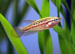 Sparkling Gourami Trichopsis Pumila Colorful Tropical Fish Pictures Aquarium Fish Tropical Fish Pictures Fish