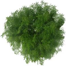 If you like, you can download pictures in icon format or directly in png image format. Tree Plan Png Top View Trees Clipart Transparent Free Download Free Transparent Png Logos