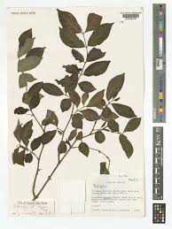 Image result for Rytigynia ruwenzoriensis