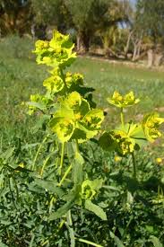 Image result for Euphorbia serratifolia