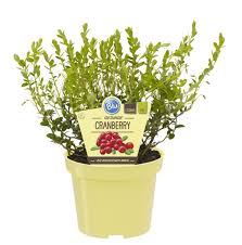 Aber wie und wann werden die beerenfrüchte im heimischen garten geerntet? Bio Cranberry Blu Vaccinium Macrocarpon Gunstig Online Kaufen