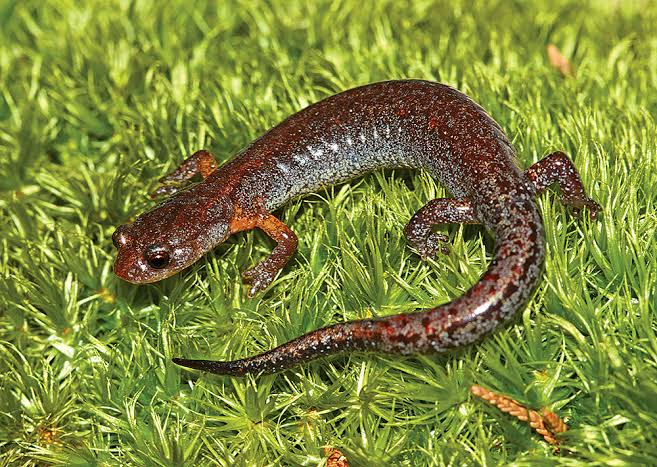 Mga resulta ng larawan para sa Lungless Salamander"