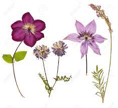 Maybe you would like to learn more about one of these? Set Of Wild Dry Pressed Flowers And Leaves Isolated Stock Photo Picture And Royalty Free Image Image 41317248