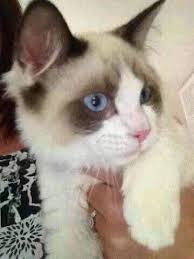 I'm just curious if anyone could tell me what type of ragdoll my gorgeous  boy is? First photo is the day I got him, he was around 9 months old and was