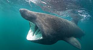 Amoureux de la nature, des animaux ou tout simplement curieux ? Requin Pelerin Infos Photos Videos Requins