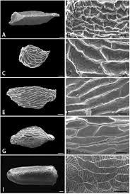 Image result for Colletoecema