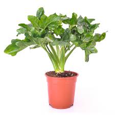 Image result for Filodendron Philodendron