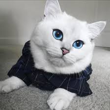 cat with sky blue eyes and natural