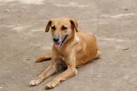 George Pj Perry On Twitter Village Dogs Genomic Analysis Suggests Central Asian Origin Of Dog Domestication Https T Co Kcodxnbiky Pnasnews Https T Co Mymmhknjet Choose from 12000+ dogs village graphic resources and download in the form of png, eps, ai or psd. village dogs genomic analysis suggests