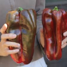 Follow us on social media. Pepper Sweet Spanish Mammoth Friends School Plant Sale