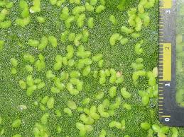 Image result for Wolffia