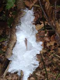 Maybe you would like to learn more about one of these? Vanessa Thomas Ar Twitter White Feathery Growth On Tree In The Woods What Is It Fungi Identification Http T Co Kopn64oh