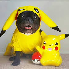 View french bulldog rescue groups which help french bulldogs in need. ۬ 2,000 french bulldogs have been adopted on rescue me! Pin By Christine Stolls On Frenchies French Bulldog Funny French Bulldog Clothes Bulldog