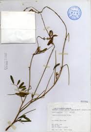 Image result for Tephrosia noctiflora