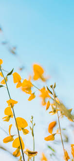 Support us by sharing the content, upvoting wallpapers on the page or sending your own. Wallpaper Yellow Flowers Blue Sky Background 3840x2160 Uhd 4k Picture Image